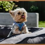 난소화성말토덱스트린, 당신의 건강한 다이어트를 돕는 비밀 병기