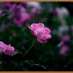 얼굴 붉은 기, 숨겨왔던 당신의 고민을 해결해 드립니다