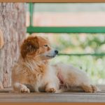 흑채 사용, 부작용 없이 풍성한 모발을 위한 모든 것