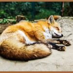 꿀잠 보장! 수면영양제 효과와 부작용 완벽 분석