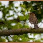 앵무새 죽이기, 아직도 읽어야 할까?