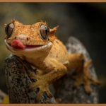 혀갈라짐, 원인과 해결 방법 완벽 분석!