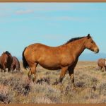 미국 변호사, 꿈을 현실로 만드는 방법