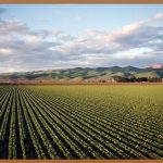 농지법 위반, 절대 안 돼! 불이익과 해결책 총정리