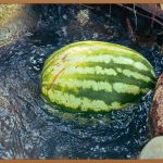 물 마시기, 다이어트의 숨겨진 비밀