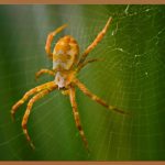 웹퍼블리셔, 꿈을 현실로 만드는 첫걸음