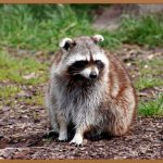 우드칩, 정원 가꾸기의 숨은 조력자