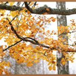 황칠나무잎, 건강하게 즐기는 방법!