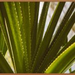 알로에 젤리, 득템 기회? 솔직 후기!