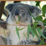 호주 워홀 비자, 0원으로 떠나는 특별한 경험!