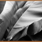 BANANA: 달콤한 유혹, 건강까지 챙기는 완벽 가이드