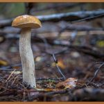 먹는 콜라겐, 피부 속부터 채우는 건강 습관