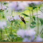 0원 꿀템! 깐달걀 피부 만드는 블랙헤드밤 완벽 가이드