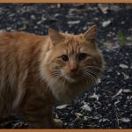 당뇨 있다면 무조건 보세요! 당뇨현미의 놀라운 효능