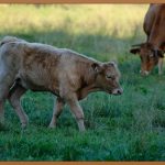 종아리 부종, 시원하게 해결하는 방법!