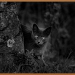 고양이 굿즈, 득템 찬스 놓치지 마세요!