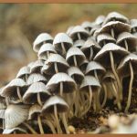 차가버섯, 당신의 건강을 위한 놀라운 선물