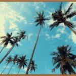 코코넛 오일, 놀라운 효능과 활용법 A to Z