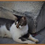 콘크리트경계석: 튼튼하고 깔끔한 길, 우리 동네를 바꾸다