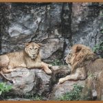 싸이 모신알파: 당신의 일상을 바꾸는 마법