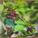 배당수익률, 투자 성공의 첫걸음!