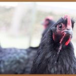 쫄깃한 식감! 국내산 닭다리살, 오늘 뭐 해먹지?