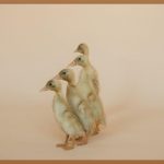 겉바속촉! 실패 없는 오리로스구이 황금 레시피 공개!