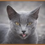 흉터 없는 삶, 귀켈로이드 완벽 가이드