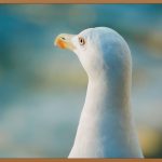 아이슈링크 효과, 모든 것을 알려드립니다!