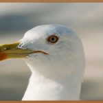 눈 떨림, 이제 안녕! 꿀팁과 영양제로 해결!