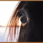 집에서 예뻐지자! 속눈썹펌 키트 완벽 가이드