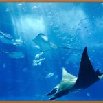 오늘 저녁은 어묵탕 어때요? 레시피부터 꿀팁까지!