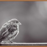 전단지, 0원으로 시작하는 마케팅의 첫걸음