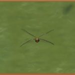 비래해충, 완벽 퇴치 가이드: 쾌적한 공간 만들기