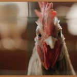 프랜차이즈 치킨, 성공 창업의 첫걸음