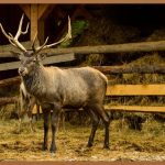 산삼침향환, 당신의 건강을 되찾아줄 명약