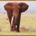 GUM, 잇몸 건강 지킴이: 꼼꼼하게 파헤쳐 보자!