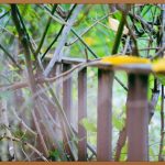 헛개나무: 간 건강 지킴이, 놀라운 효능 5가지