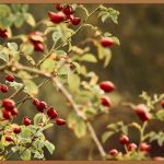 한의원 보약, 내 몸에 맞는 처방!