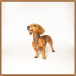 핫도그 프랜차이즈, 성공 창업의 문을 열다!