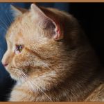 내장목수, 꿈을 현실로! 구인 정보 완벽 분석