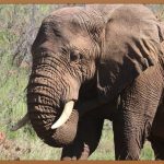 캠핑 필수템! 대형 아이스박스 완벽 가이드