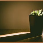 식물LED등: 우리 집 식물, 건강하게 키우는 법