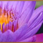 릴리이드, 똑똑한 쇼핑 도우미: 후회 없는 선택을 위한 완벽 가이드