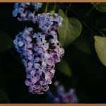 향기 지속력, 샴푸 선택의 모든 것