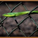 메쉬휀스, 우리집 안전 지킴이! 가격까지 완벽 분석