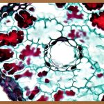 현미경 들여다보기: 미지의 세계를 탐험하다