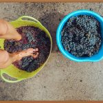 갱년기 여성, 익모초즙 효능 꼼꼼하게 파헤치기