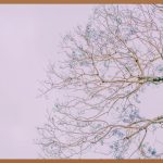 꾸지뽕, 당신의 건강을 책임질 숨겨진 보물