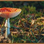 상황버섯쌀, 건강한 밥상으로의 초대